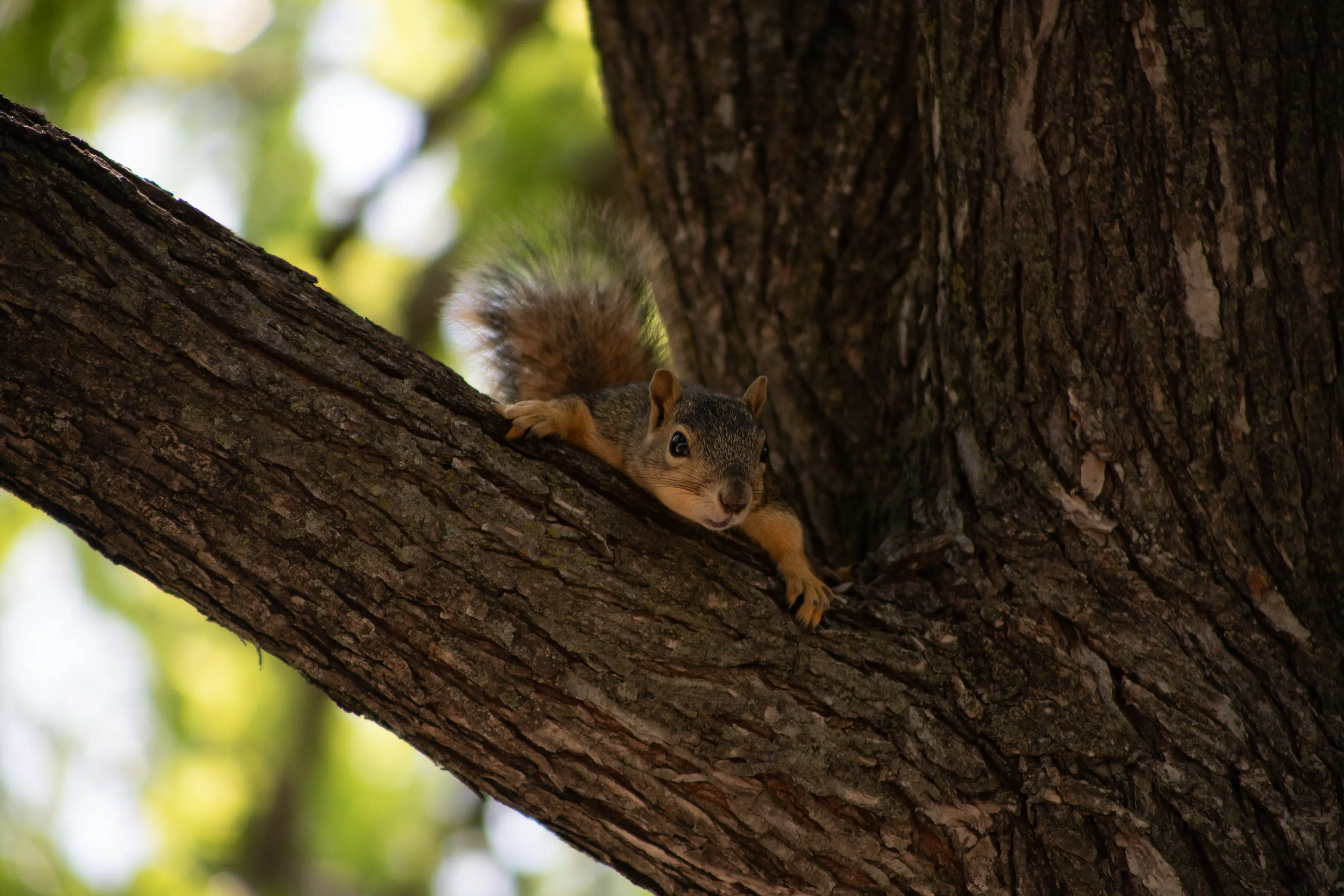 Wildlife